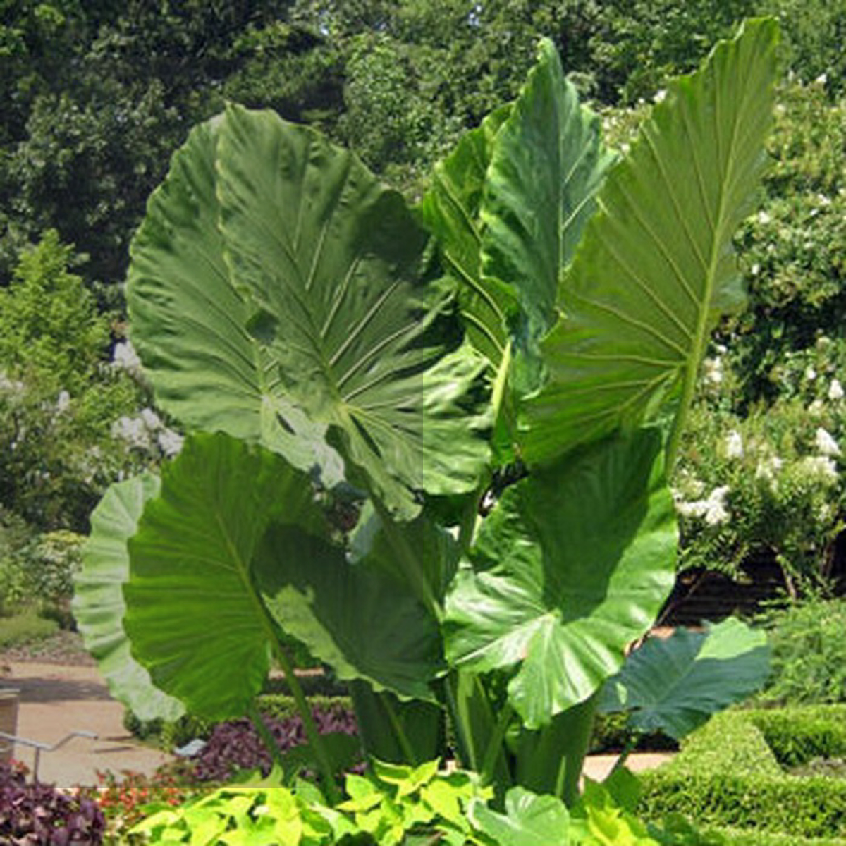 گیاه آلوکازیا کالیدورا