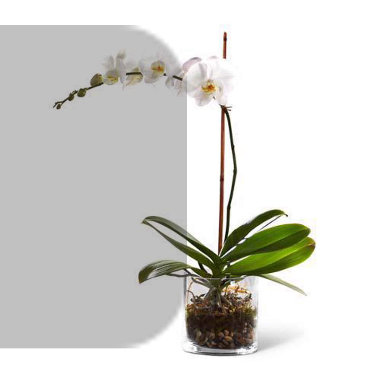 8. ارکیده (Orchids)